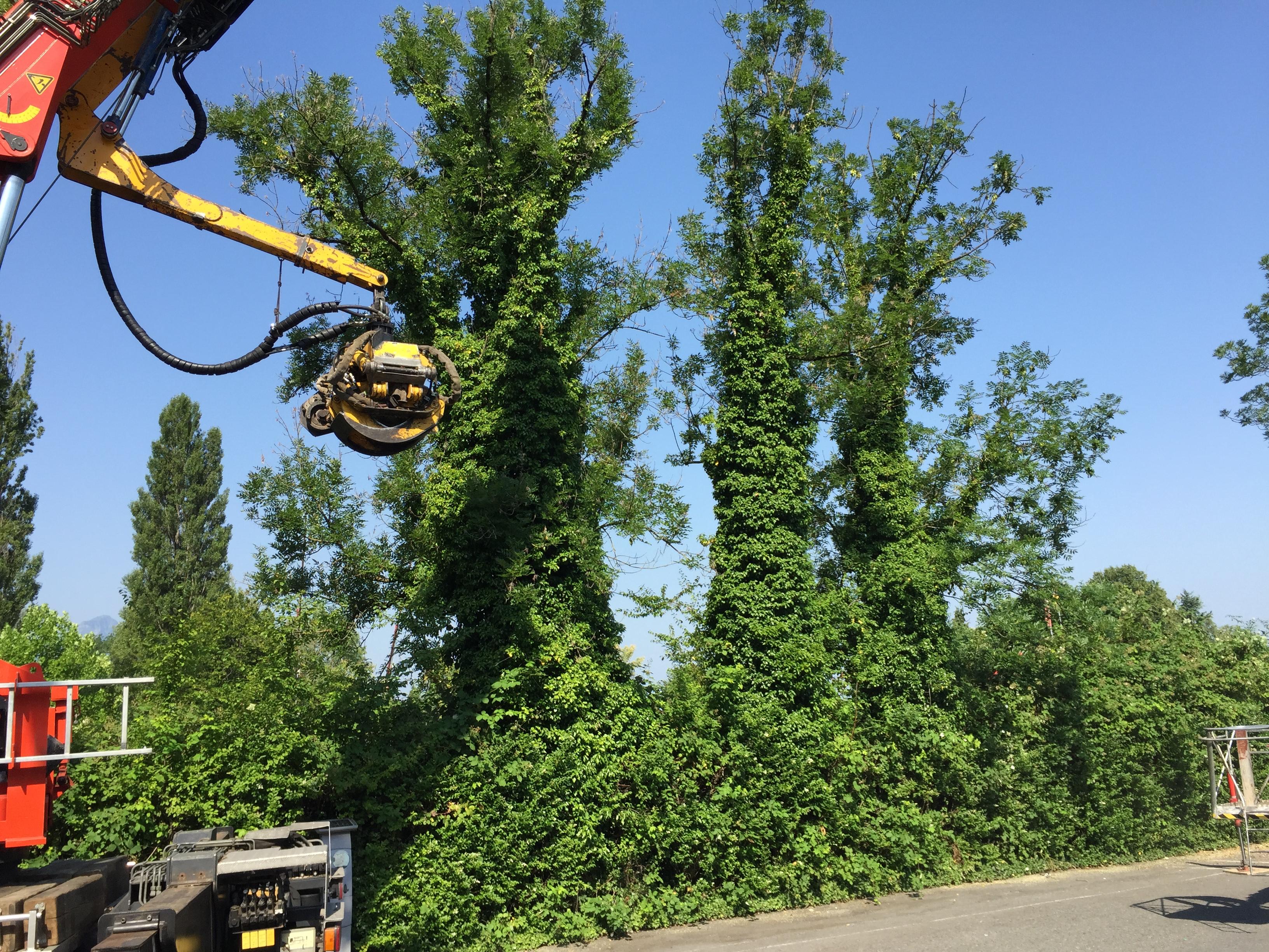 Abattage sélectif en respectant la végétation conservée — SAS POLYVIER Jura
